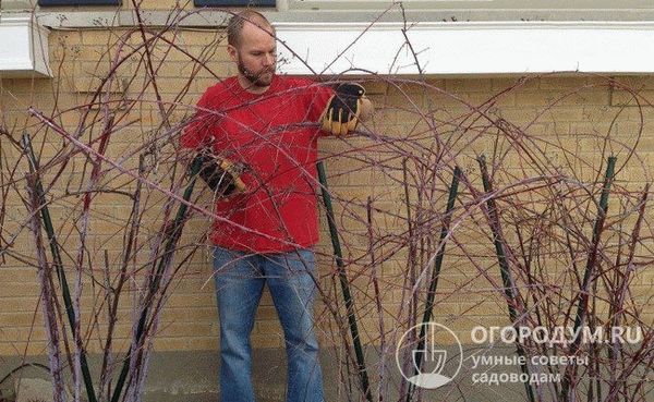 Кустарники не должны быть выше нижнего края оконных проемов