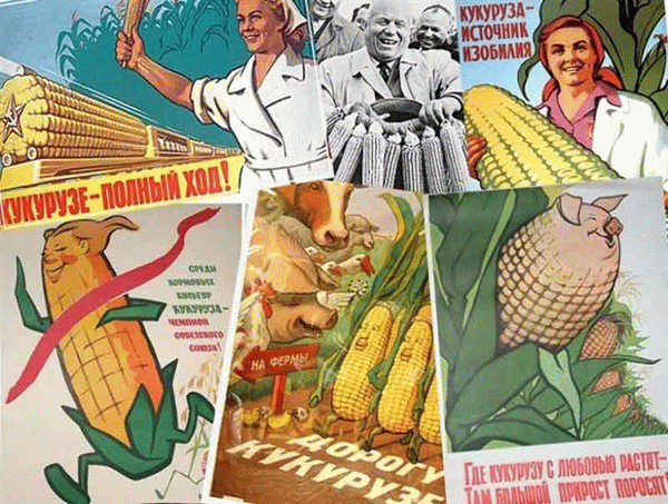 При Хрущеве кукуруза едва не вывела сельское хозяйство из-под удара советских бедствий.