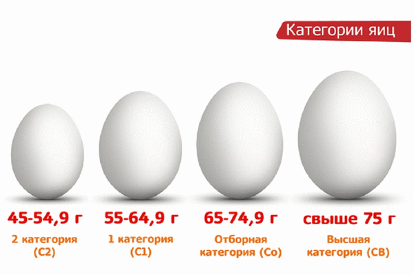 Сколько весят куриные яйца?